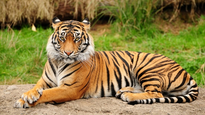 Bengal-Tigers